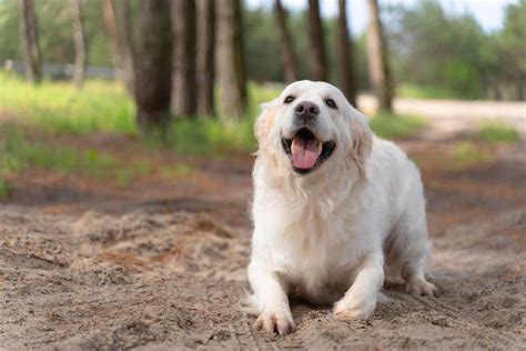 Nomi per cani maschi: significativi, corti, italiani e .